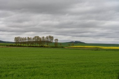 Palencia 'nın geniş kırsal kesimlerinde yemyeşil alanlar, dağınık ağaçlar ve baharda bulutlu bir gökyüzünün altındaki uzak ormanlık tepeler görülüyor..