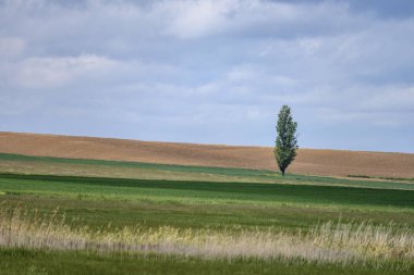 Parçalı bulutlu bir gökyüzünün altında tek başına ağaç ve katmanlı tarım arazisi olan minimalist kırsal manzara