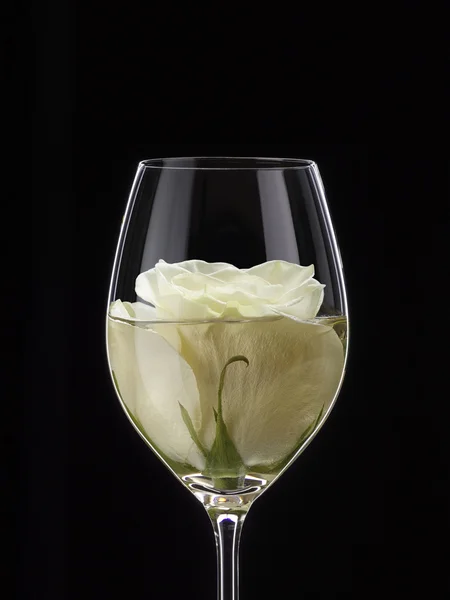 Rosa blanca en vino con vino, primer plano aislado en negro plano de estudio — Foto de Stock