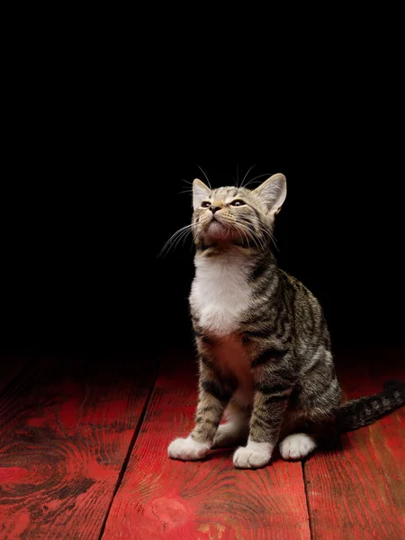 Cute cat sitting on wooden table isolated on a black background — Stock Photo, Image