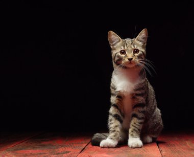 Kedi oturma ve siyahta izole kamera bakıyor