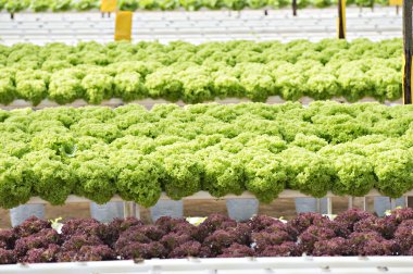 Suda marul çiftlik Malezya