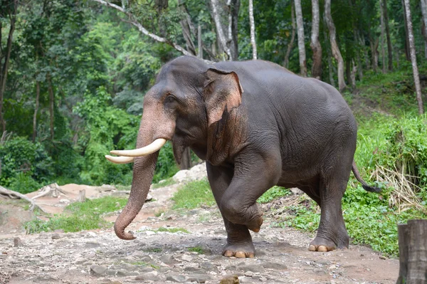 Granja de elefantes tailandeses en el norte de Tailandia — Foto de Stock