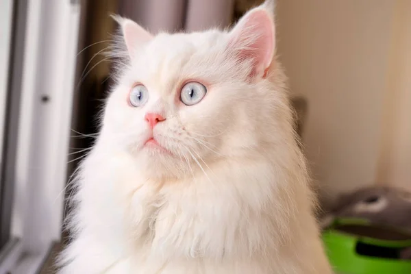 Перська Лялька Біла Кішка Пухнаста Тварина Блакитними Очима — стокове фото