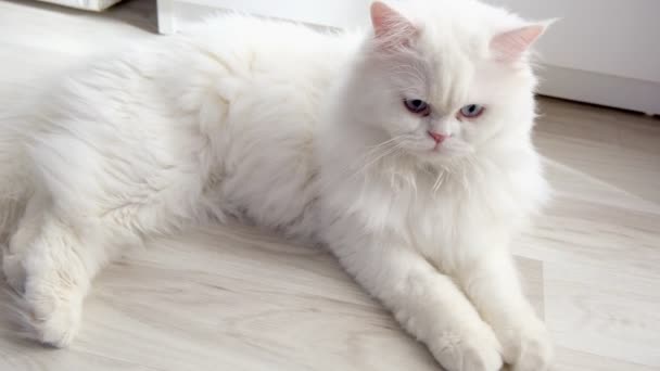 Gato Persa Blanco Mirando Cámara Está Siguiendo Algo Con Sus — Vídeo de stock