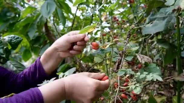 Woman Picking Red Lovely Rose Hip Garden Fine Morning Close — Stock Video
