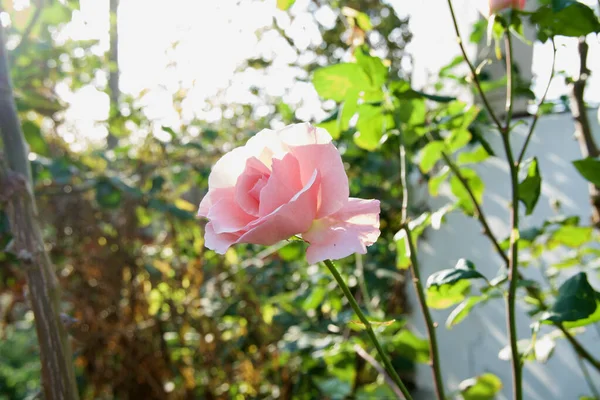 Krásné Růžové Růže Květiny Zahradě — Stock fotografie