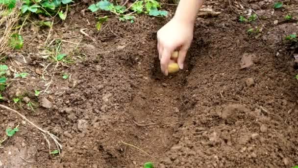 Plantar Papas Manualmente Poner Papas Campo Orgánico Preparadas Para Plantación — Vídeos de Stock