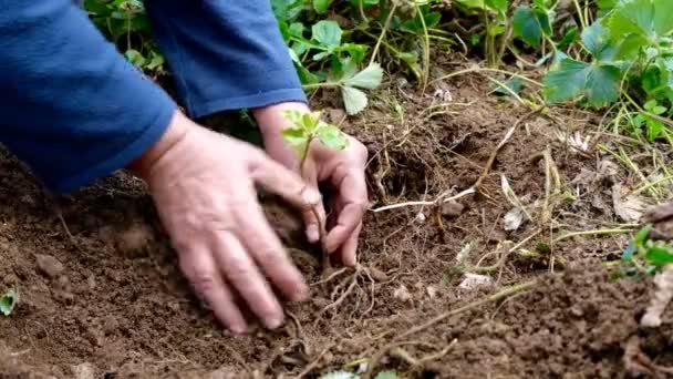 Manos Poniendo Una Hermosa Plántula Suelo Primer Plano Plantación Concepto — Vídeos de Stock