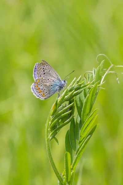 青い蝶の銀をちりばめた — ストック写真