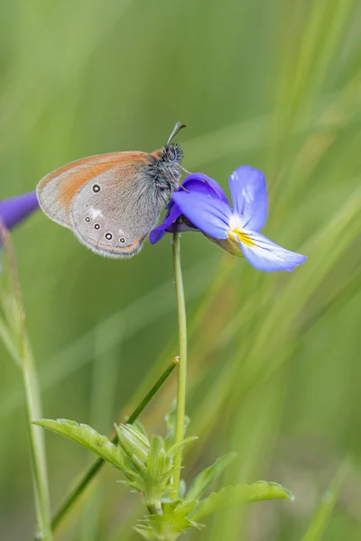 Castaño Heath mariposa — Foto de Stock