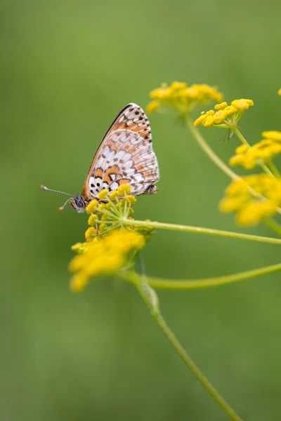 Knapweed papillon fritillaire — Photo