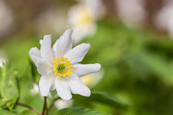 Anémona flor silvestre —  Fotos de Stock