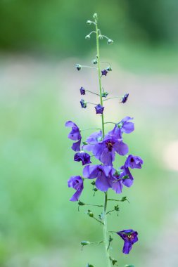 Mor sığırkuyruğu kır çiçeği