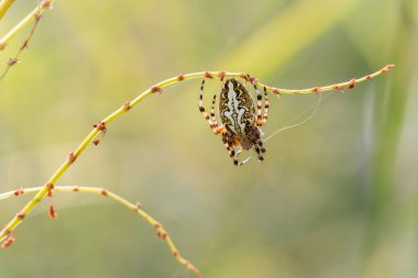 Meşe örümcek orb weaver