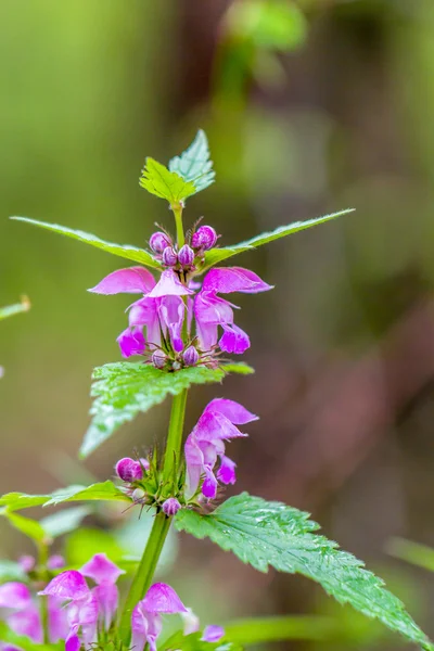 Ballıbaba benekli wi