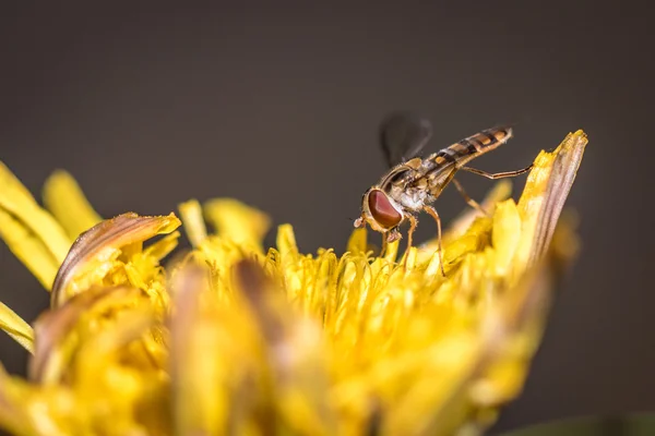 Mermelada hoverfly Episyrphus balteatus — Foto de Stock