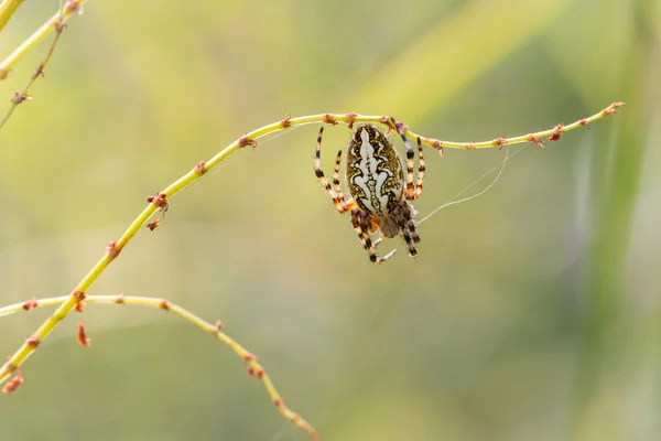 Chêne araignée orbe tisserand — Photo