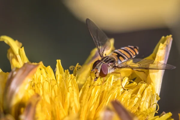 Marmelat hoverfly Reçel sineği
