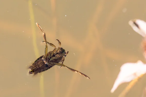 Backswimmer su hata