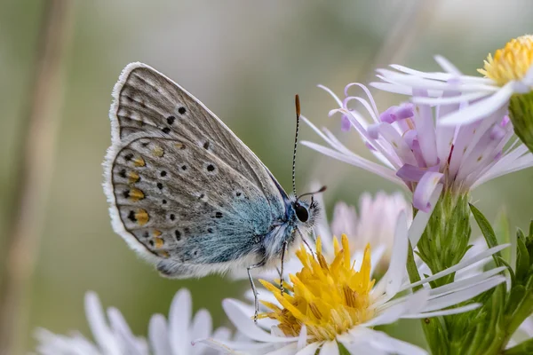 Papillon bleu commun sur fleur sauvage — Photo