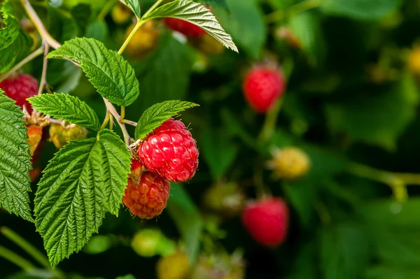 익은 raspberies의 클로즈업 보기 — 스톡 사진