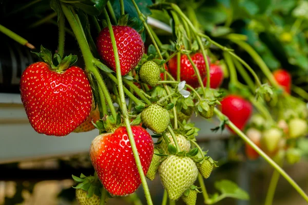 熟草莓成熟 straclose-向上的视图 — 图库照片