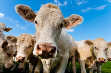 Bir grup charolais buzağı 