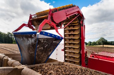 Bir otomatik patates hasat