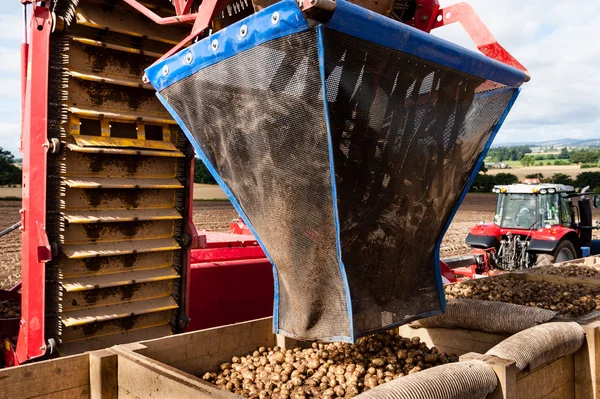 Une cueilleuse de pommes de terre automatisée — Photo