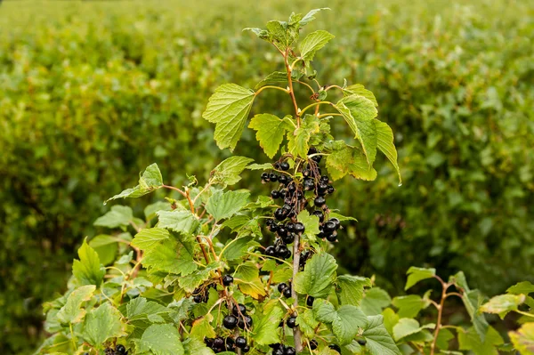 新鮮なブラックカラント果実 — ストック写真