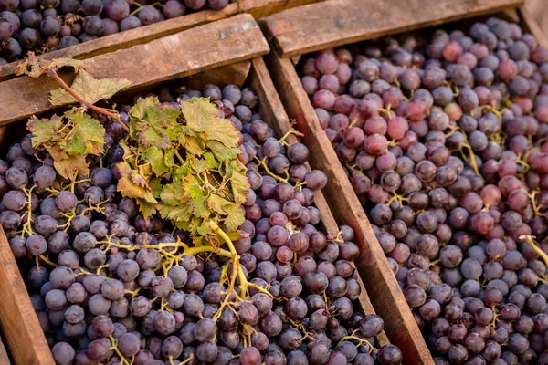 Коробки спелого винограда — стоковое фото