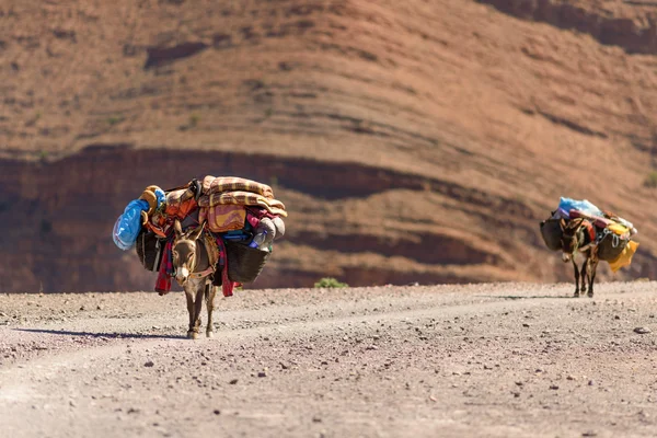 Ezels gebruikt om te vervoeren van Bagage — Stockfoto