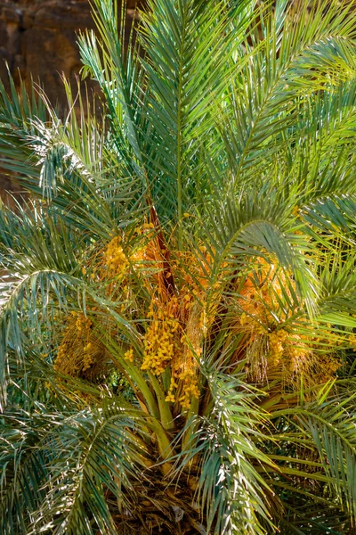 Fecha palmeras en Marruecos —  Fotos de Stock