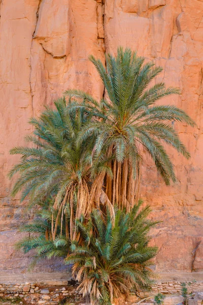 Fecha palmeras en Marruecos — Foto de Stock