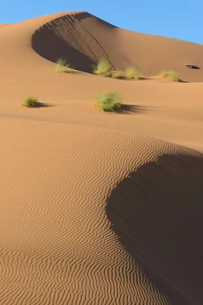 Dunas de arena en el desierto del sahara — Foto de Stock