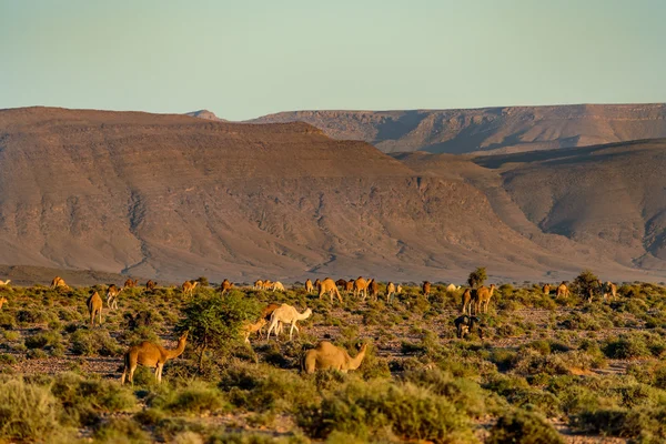 Gran manada de camellos — Foto de Stock