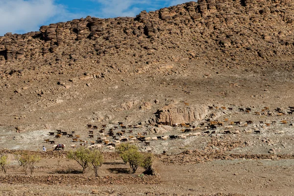 Un grand troupeau de moutons et de chèvres — Photo