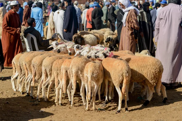 Kudde schapen samengebonden te koop — Stockfoto