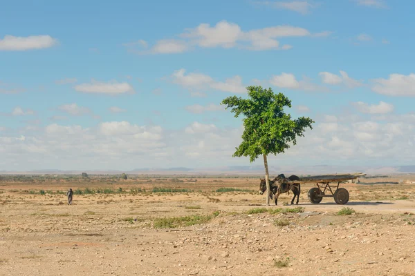 En åsna med vagn väntar ägare — Stockfoto
