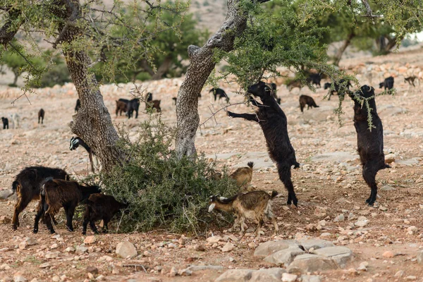 Goats eating from Argan tree — Stock Photo, Image