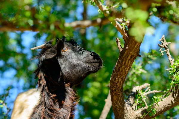 Cabra comiendo de un árbol de argán — Foto de Stock