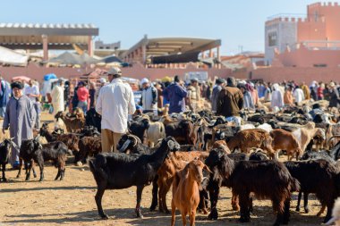 Haftalık Market Satılık keçi