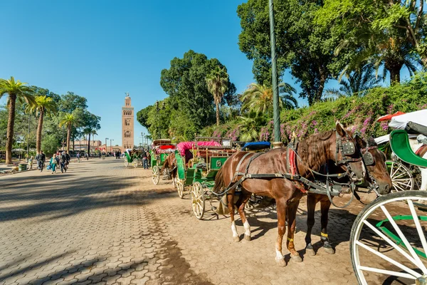 Atlar ve Koutoubia cami yakınındaki carriges — Stok fotoğraf