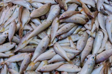 Bir temiz küçük balık yakalamak