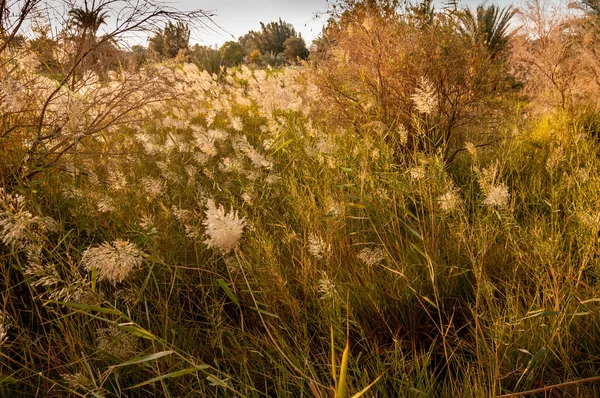 Crecimiento exuberante de plantas y hierbas — Foto de Stock