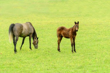 bir çayır üzerinde anneyle tayı
