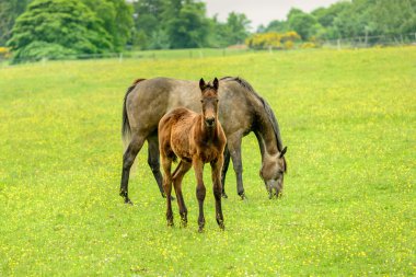 bir çayır üzerinde anneyle tayı