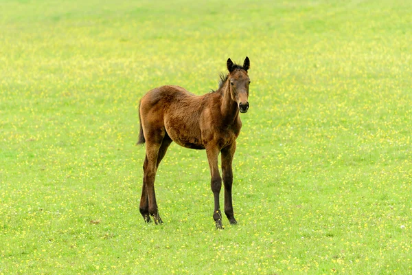 夏の草原で馬します。 — ストック写真