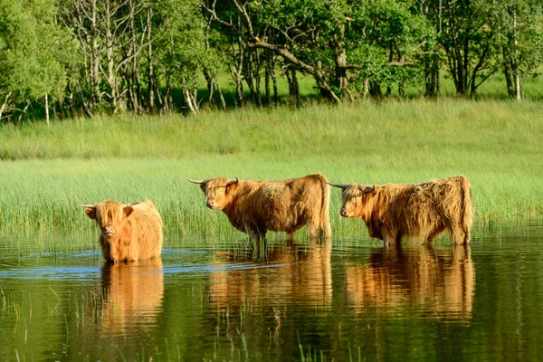 Highland calves in Loch Lomond — Stock Photo, Image